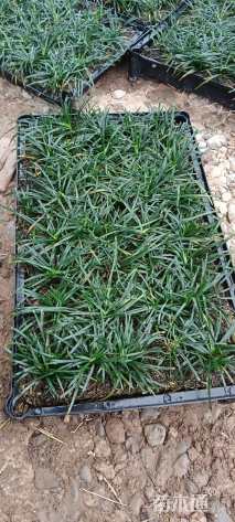 高度10厘米玉龙草