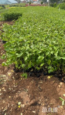 高度45厘米红瑞木