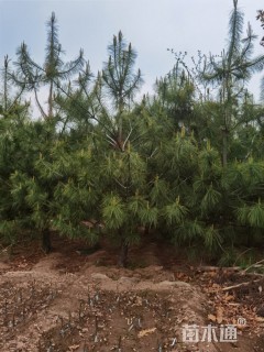 高度600厘米华山松