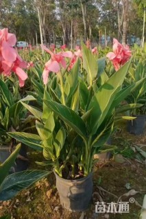 高度20厘米美人蕉