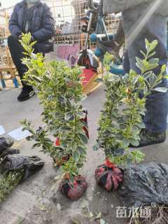 高度45厘米金边黄杨