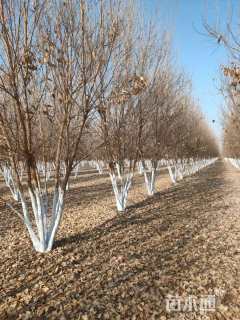 高度7厘米丛生三角枫