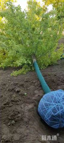 10公分金叶复叶槭