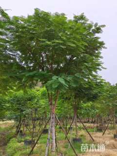 25公分凤凰木