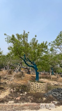 15公分红果冬青