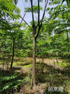 15公分黄山栾树