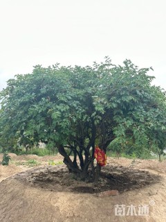 高度260厘米紫斑牡丹