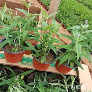 高度22厘米墨西哥鼠尾草