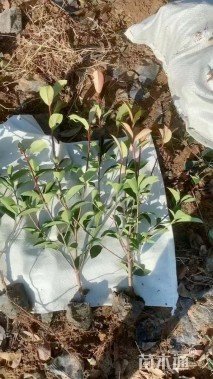 高度60厘米红叶石楠绿篱苗