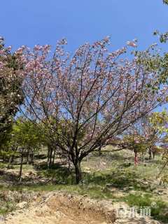 18公分日本晚樱