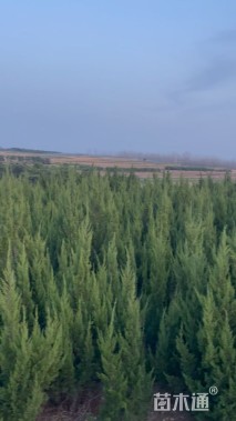 高度200厘米龙柏小苗