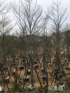 10公分小叶榄仁