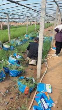 高度50厘米芦苇