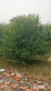 高度300厘米丛生红花紫薇