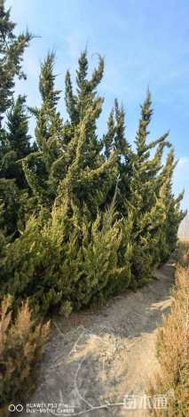 高度400厘米柏树