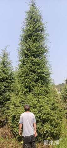 高度7000厘米雪松