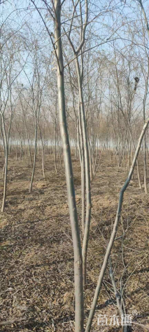 20公分垂柳