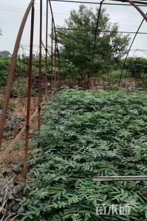 高度50厘米九叶青花椒