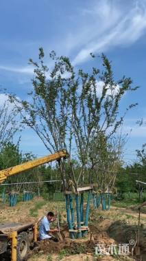 12公分(4杆)丛生朴树