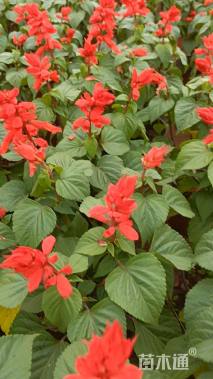 高度25厘米一串红