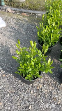 高度35厘米蓝雪花