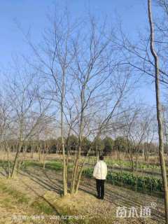 45公分丛生朴树