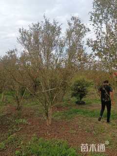 高度400厘米美国紫薇