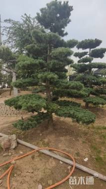 12公分造型五针松