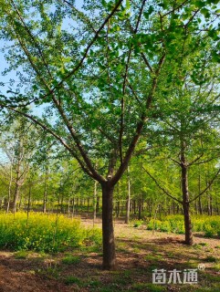 25公分嫁接银杏