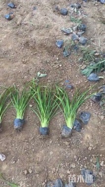 高度30厘米小苍兰