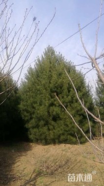 高度300厘米白皮松