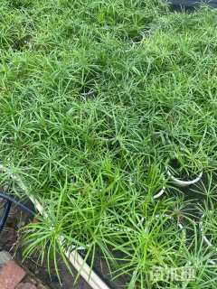 高度40厘米旱伞草