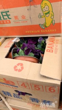 高度20厘米夏堇