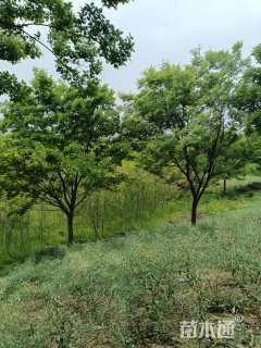 20公分朴树
