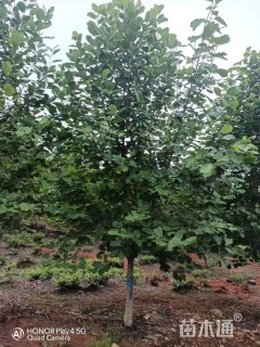 18公分二乔玉兰