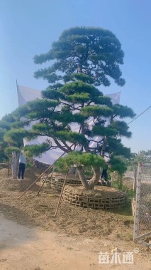 高度4000厘米黑松