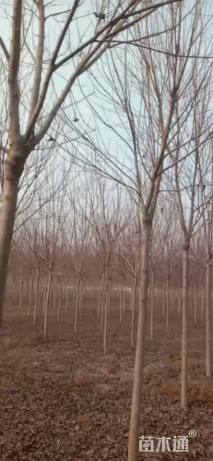 10公分美国红枫