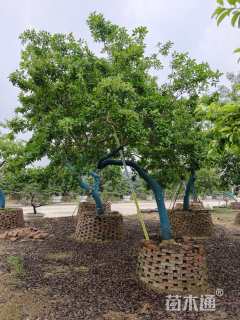 25公分红果冬青