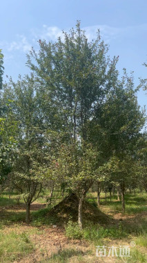 15公分绚丽海棠