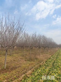 10公分红粉佳人樱