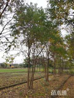 35公分(5杆)丛生乌桕