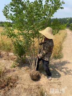 高度200厘米丛生金银木