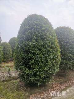 冠幅300厘米桂花球