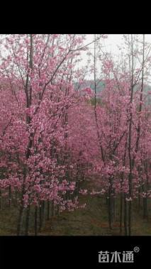 30公分云南樱花