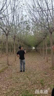 12公分金叶复叶槭