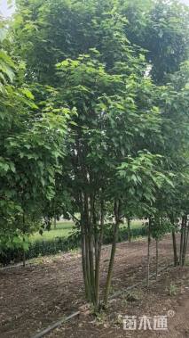 高度800厘米丛生美国红枫