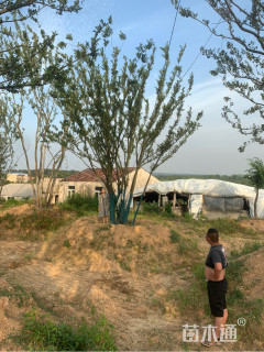 30公分丛生朴树