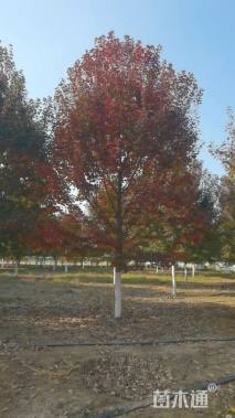 12公分美国红枫