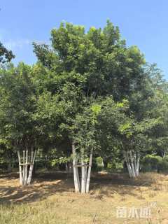 高度800厘米(6杆)丛生国槐