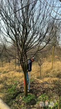 12公分木瓜海棠